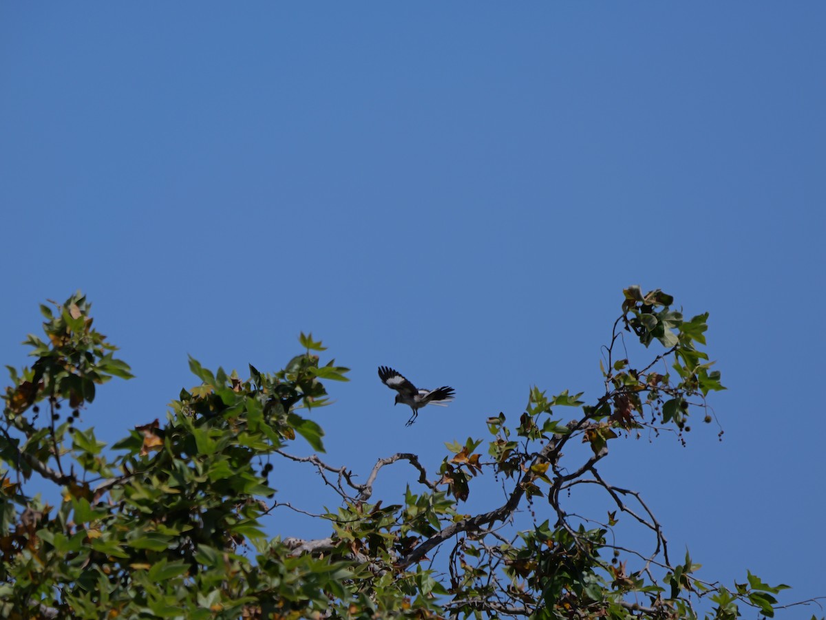 Northern Mockingbird - ML620776810