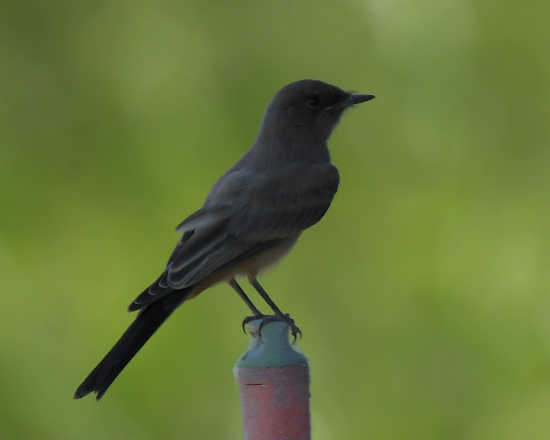 Say's Phoebe - ML620776819