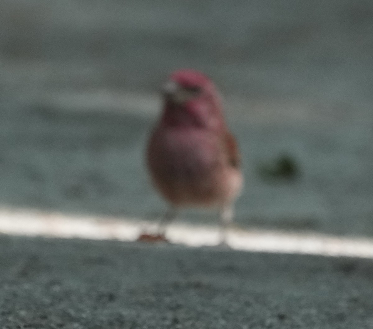 Purple Finch - ML620776820