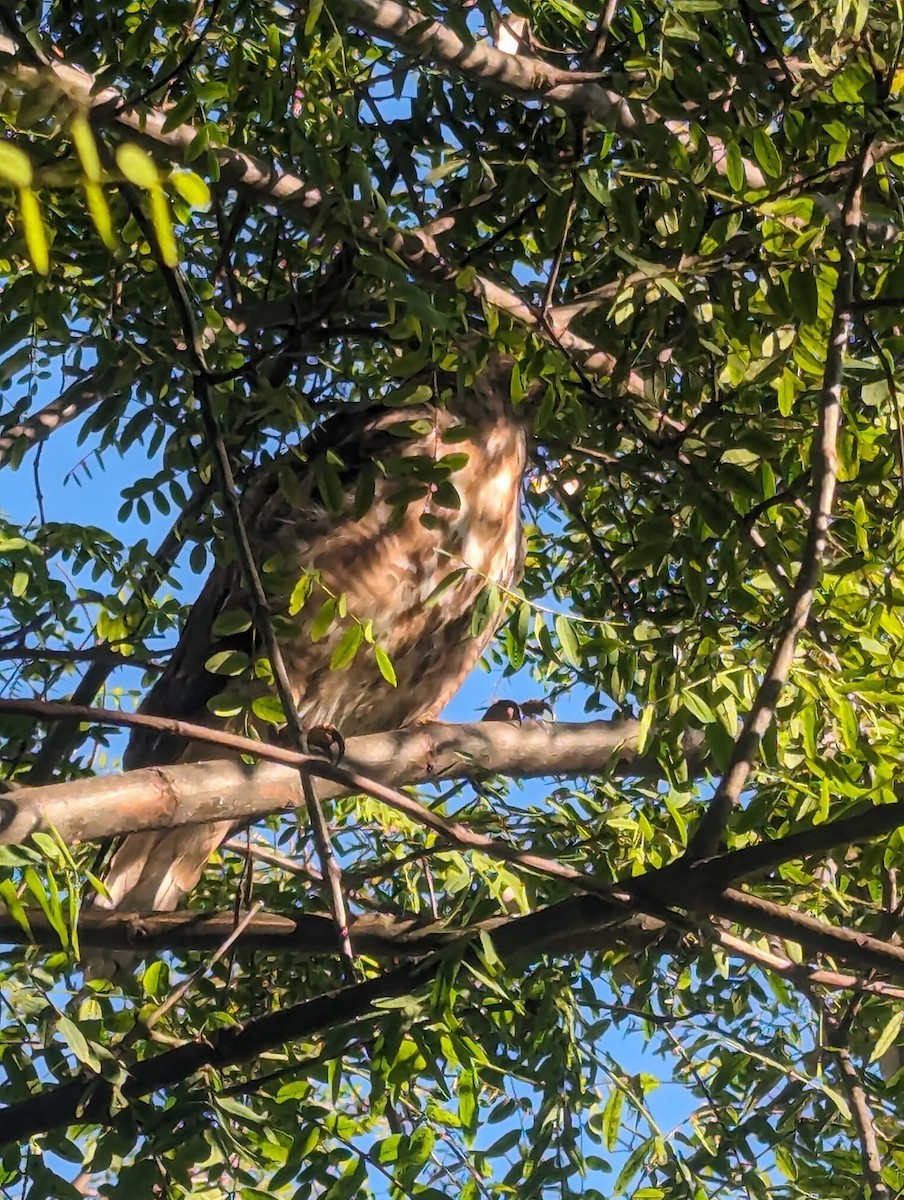 Red-tailed Hawk - ML620776821