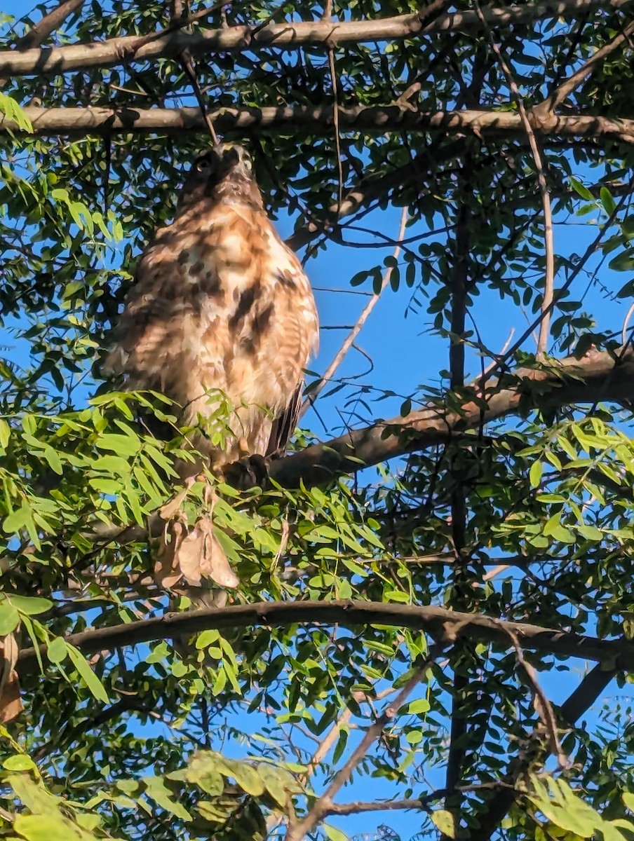 Red-tailed Hawk - ML620776823