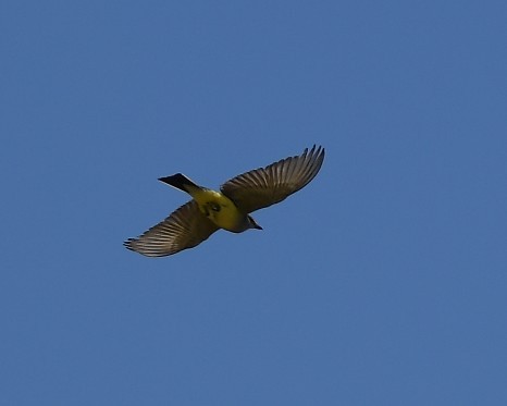 Western Kingbird - ML620776824