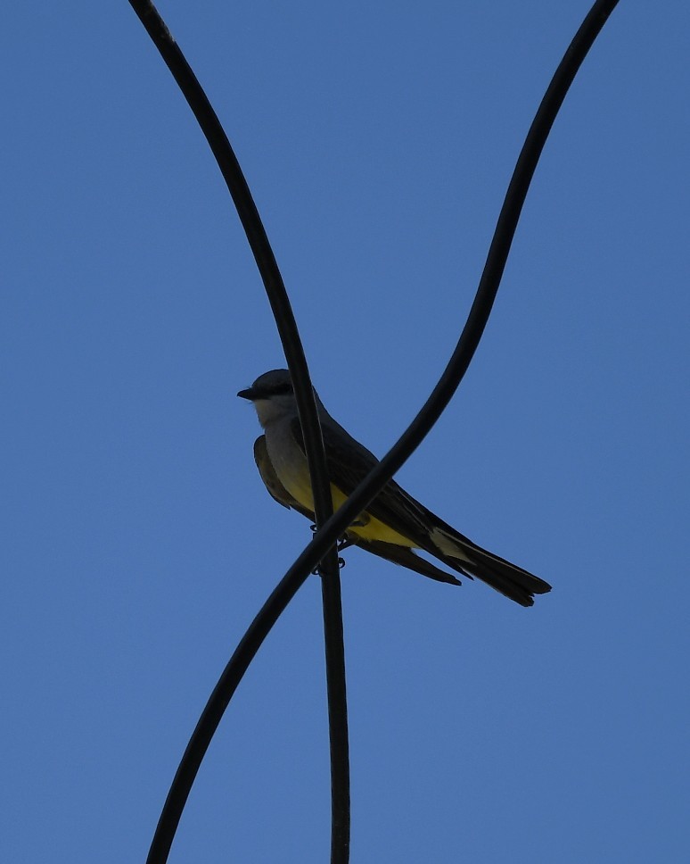 Western Kingbird - ML620776825