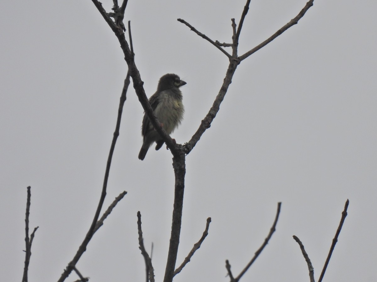 Coppersmith Barbet - Aaytu Ram Kashyap