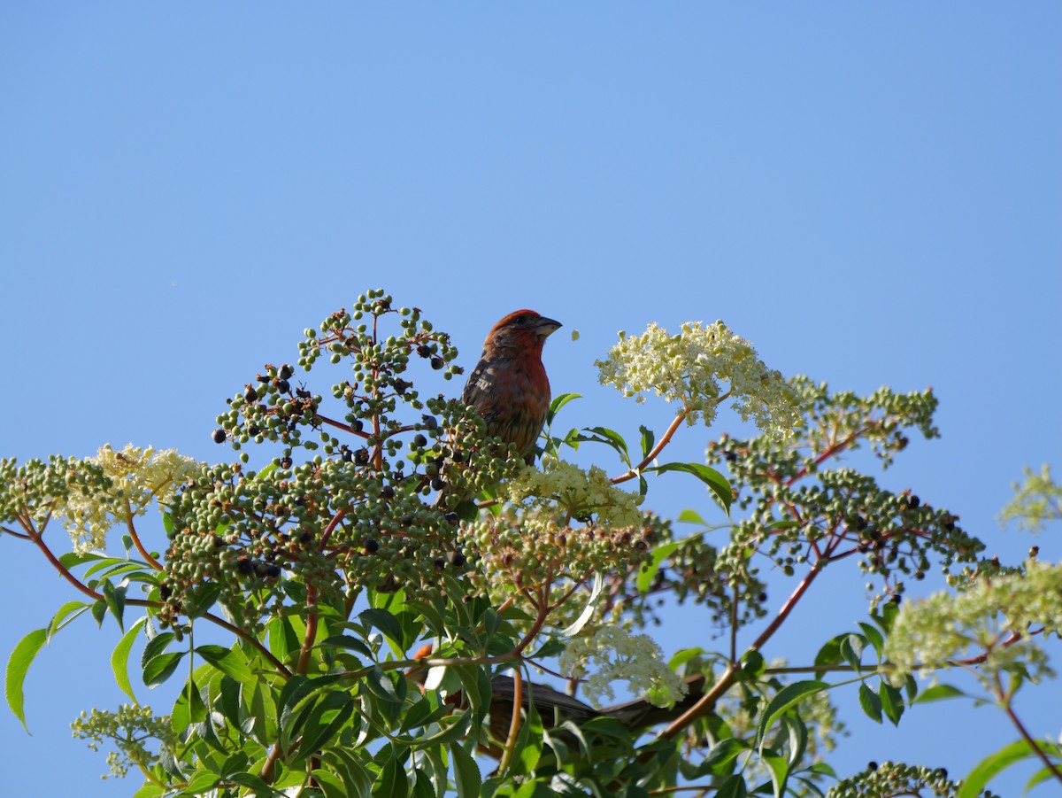 Cardinal à tête noire - ML620776828