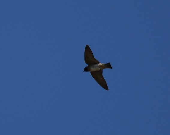 Cliff Swallow - ML620776829