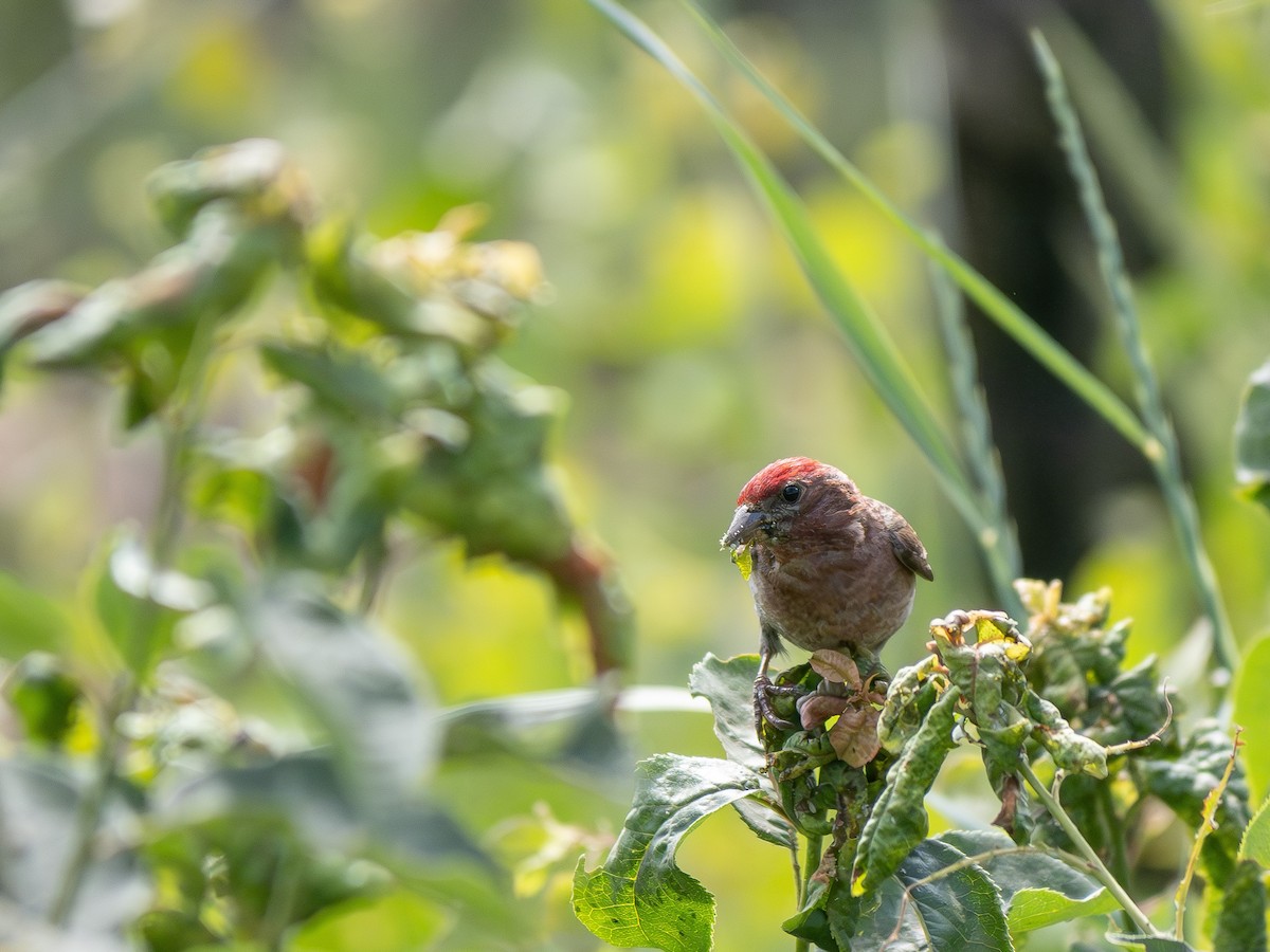 Cassin's Finch - ML620776830