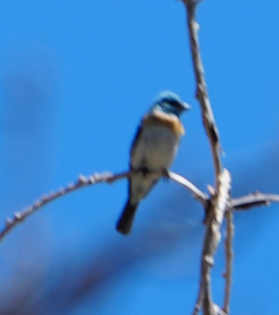 Lazuli Bunting - ML620776831