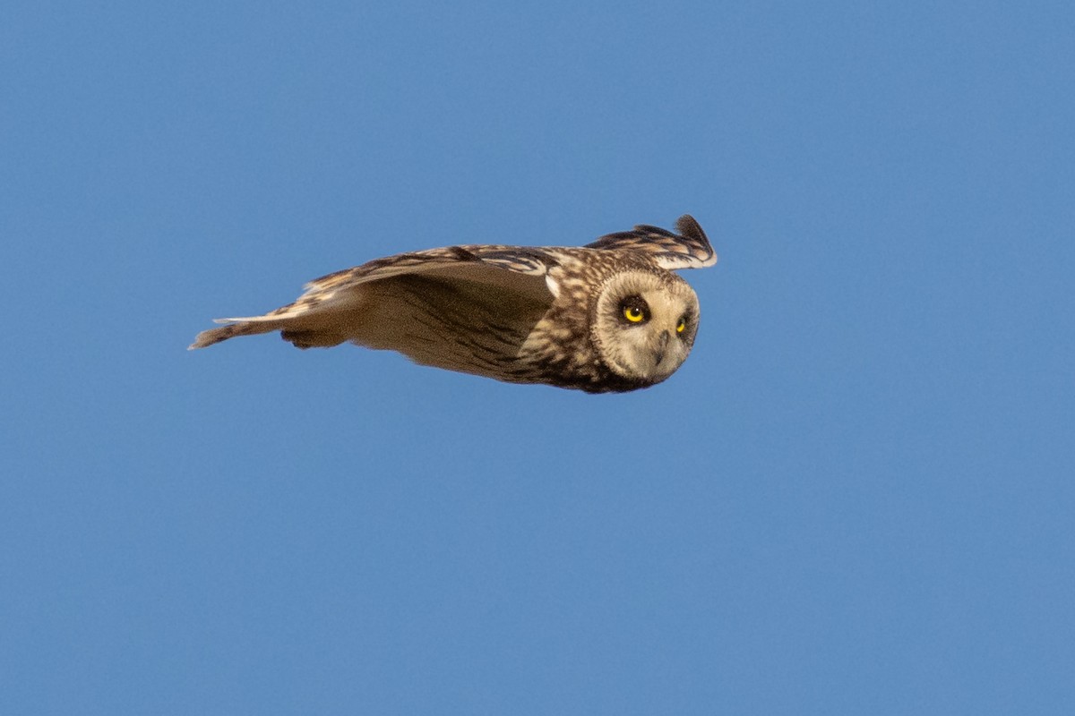 Short-eared Owl - ML620776835