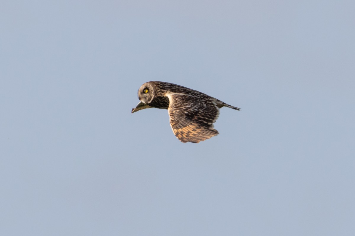 Short-eared Owl - ML620776836