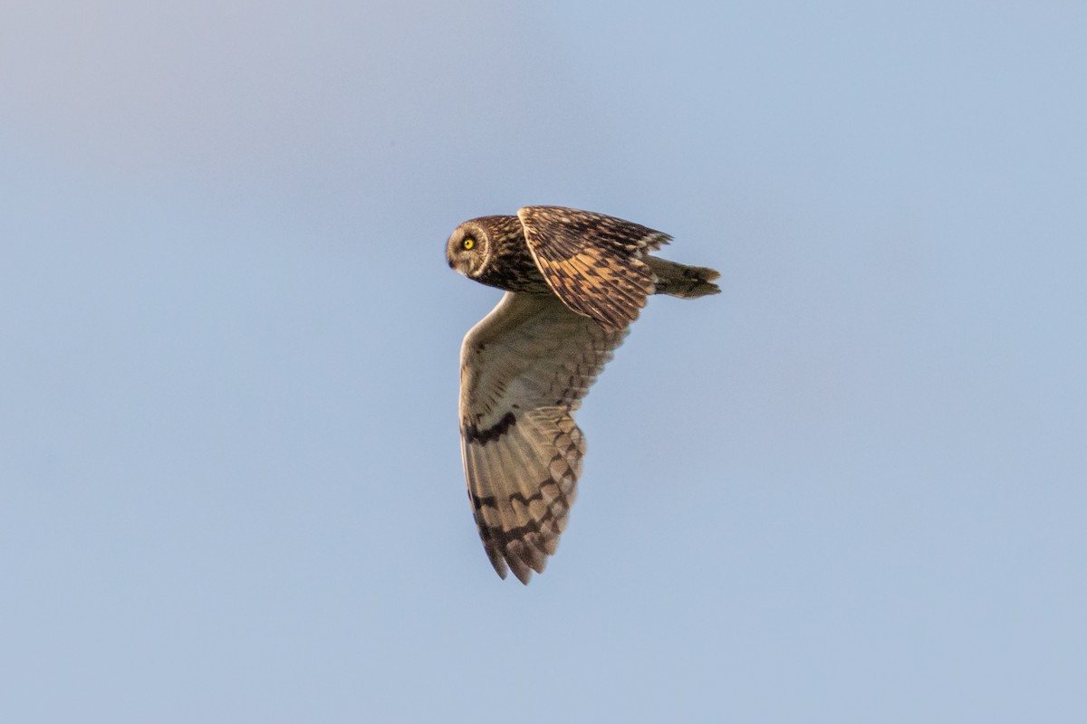 Short-eared Owl - ML620776837