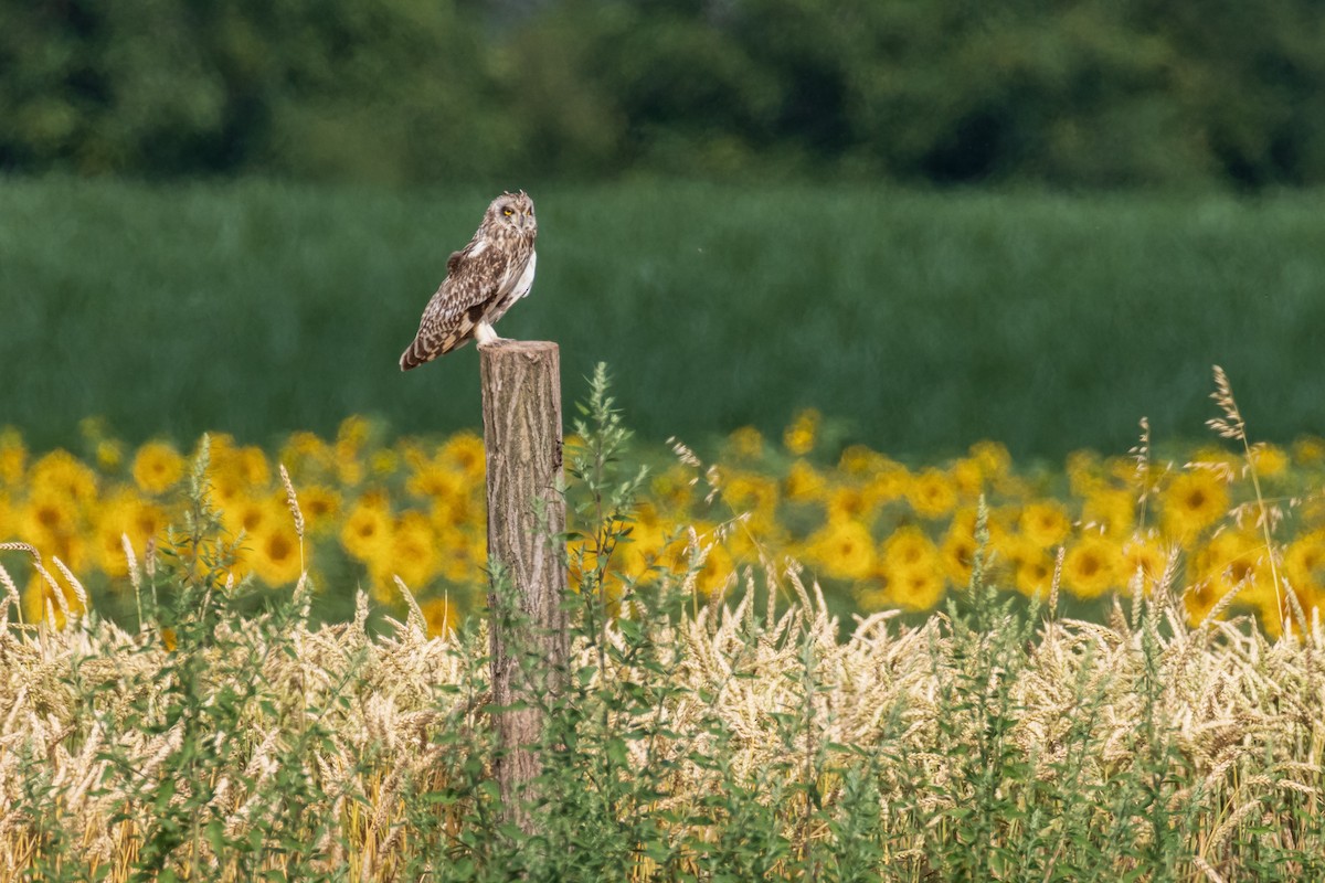 Short-eared Owl - ML620776838