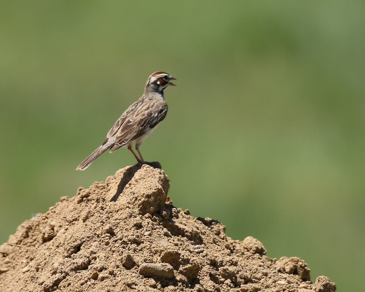 Lark Sparrow - ML620776839