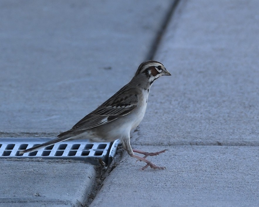 Lark Sparrow - ML620776840