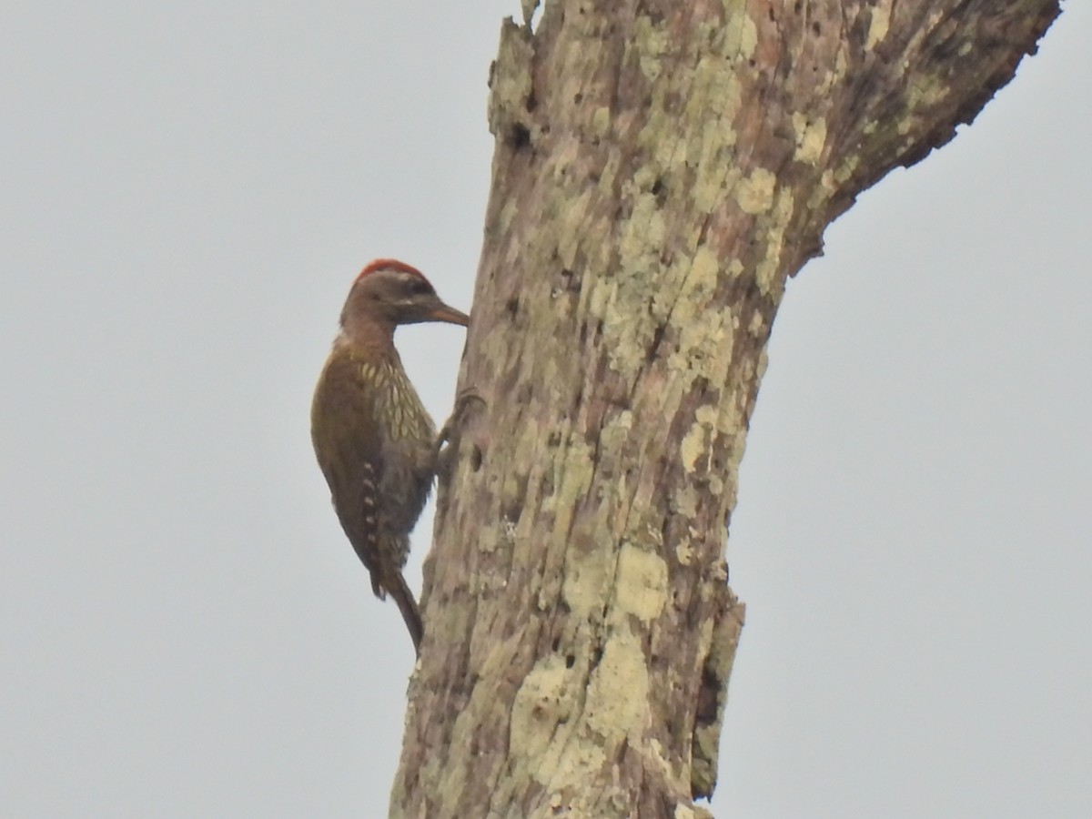 Streak-throated Woodpecker - ML620776841