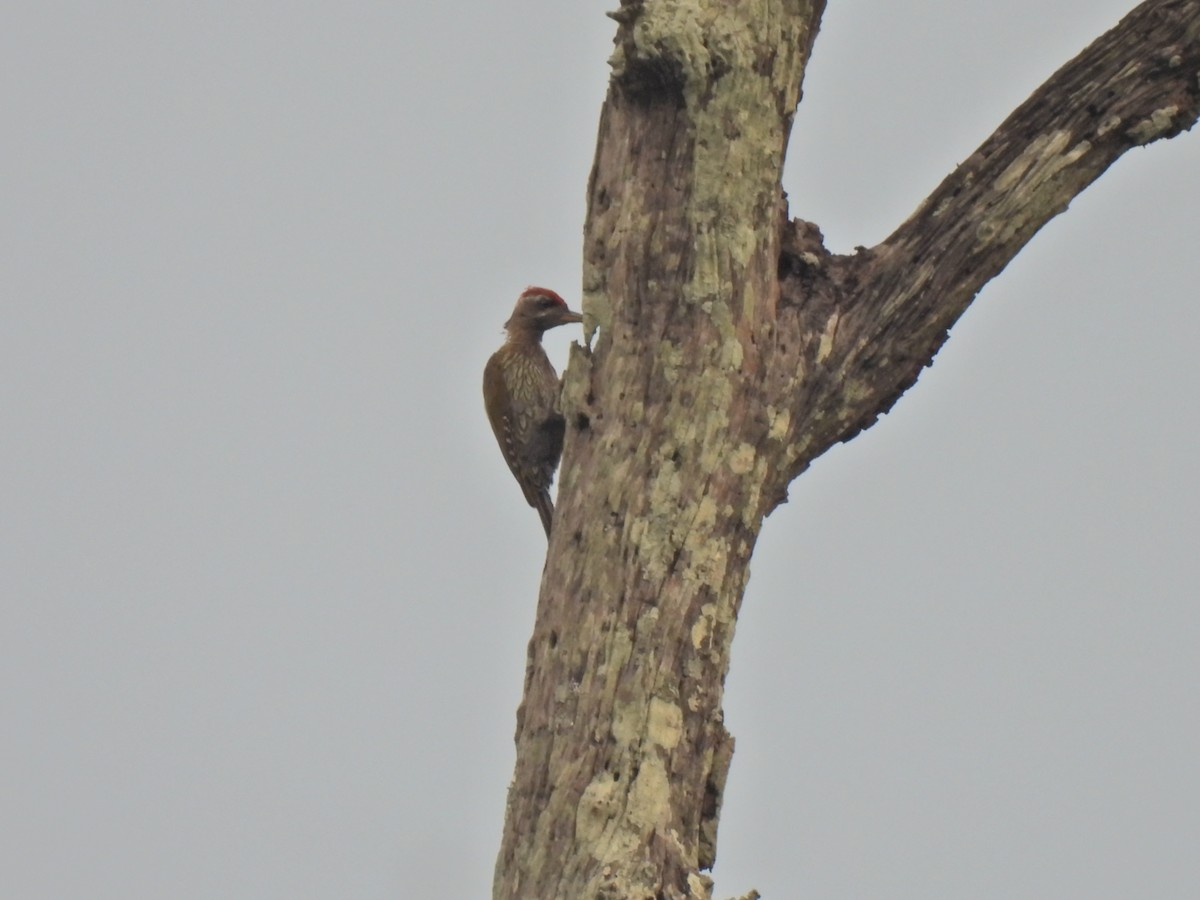 Streak-throated Woodpecker - ML620776842