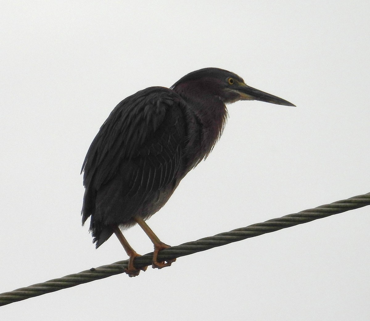 Green Heron - ML620776844