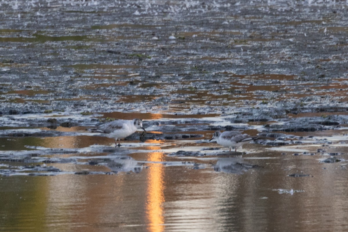 Mouette de Bonaparte - ML620776846