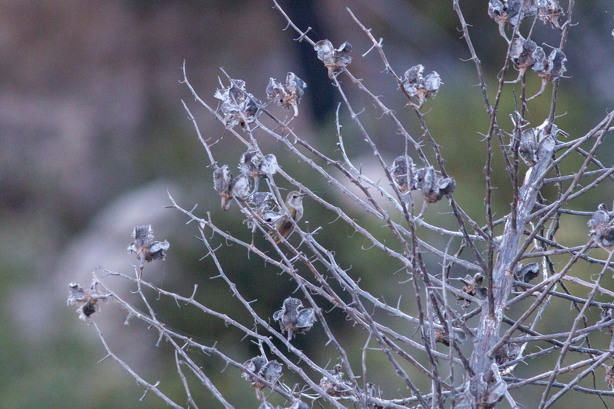 Costa's Hummingbird - ML620776847