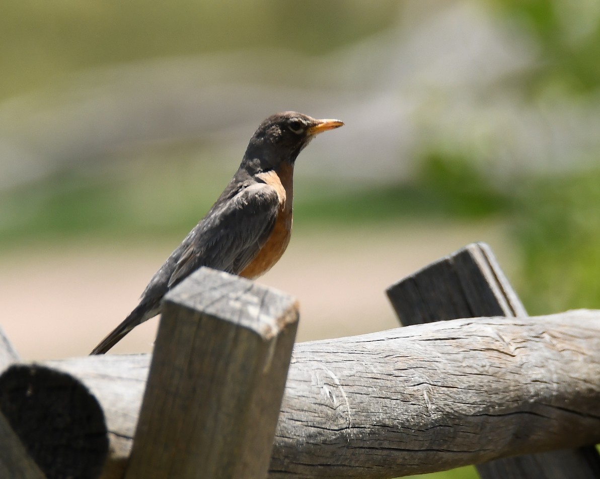 American Robin - ML620776848