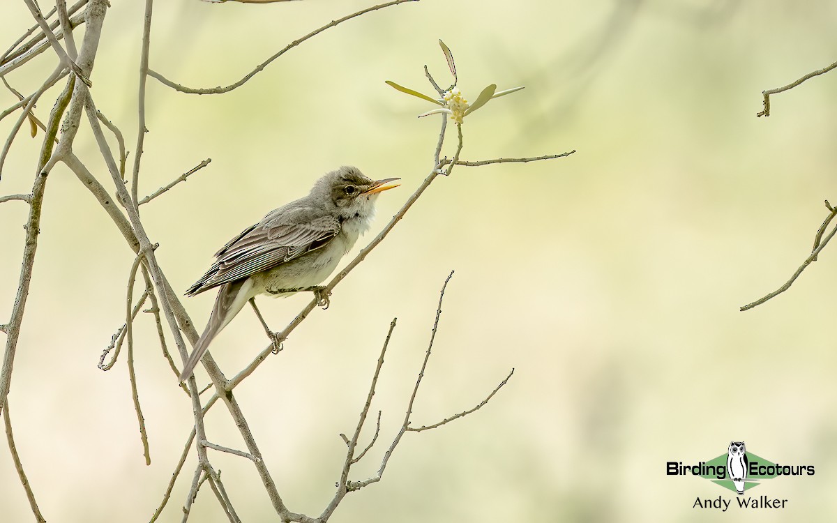 Olive-tree Warbler - ML620776849