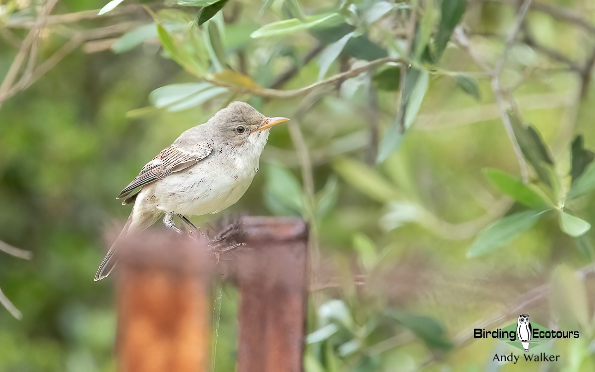 Olive-tree Warbler - Andy Walker - Birding Ecotours