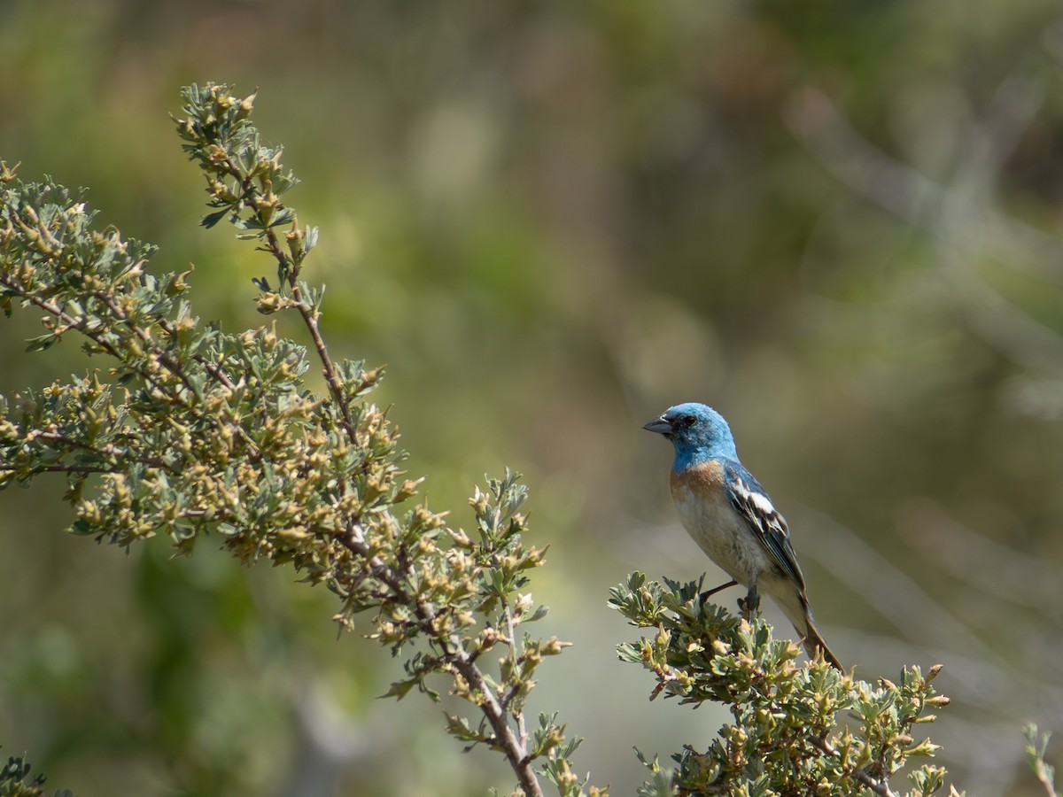 Lazuli Bunting - varun tipnis