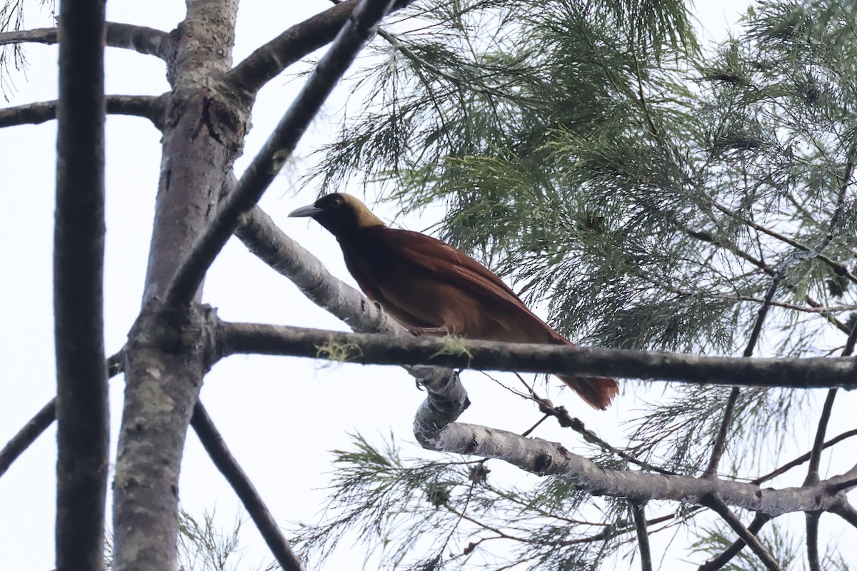 Raggiana Bird-of-Paradise - ML620776852