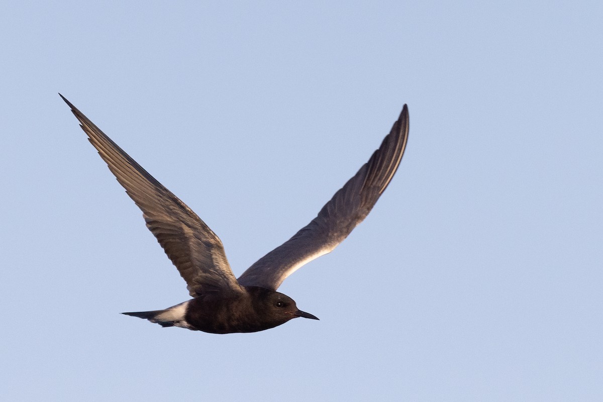 Black Tern - ML620776858