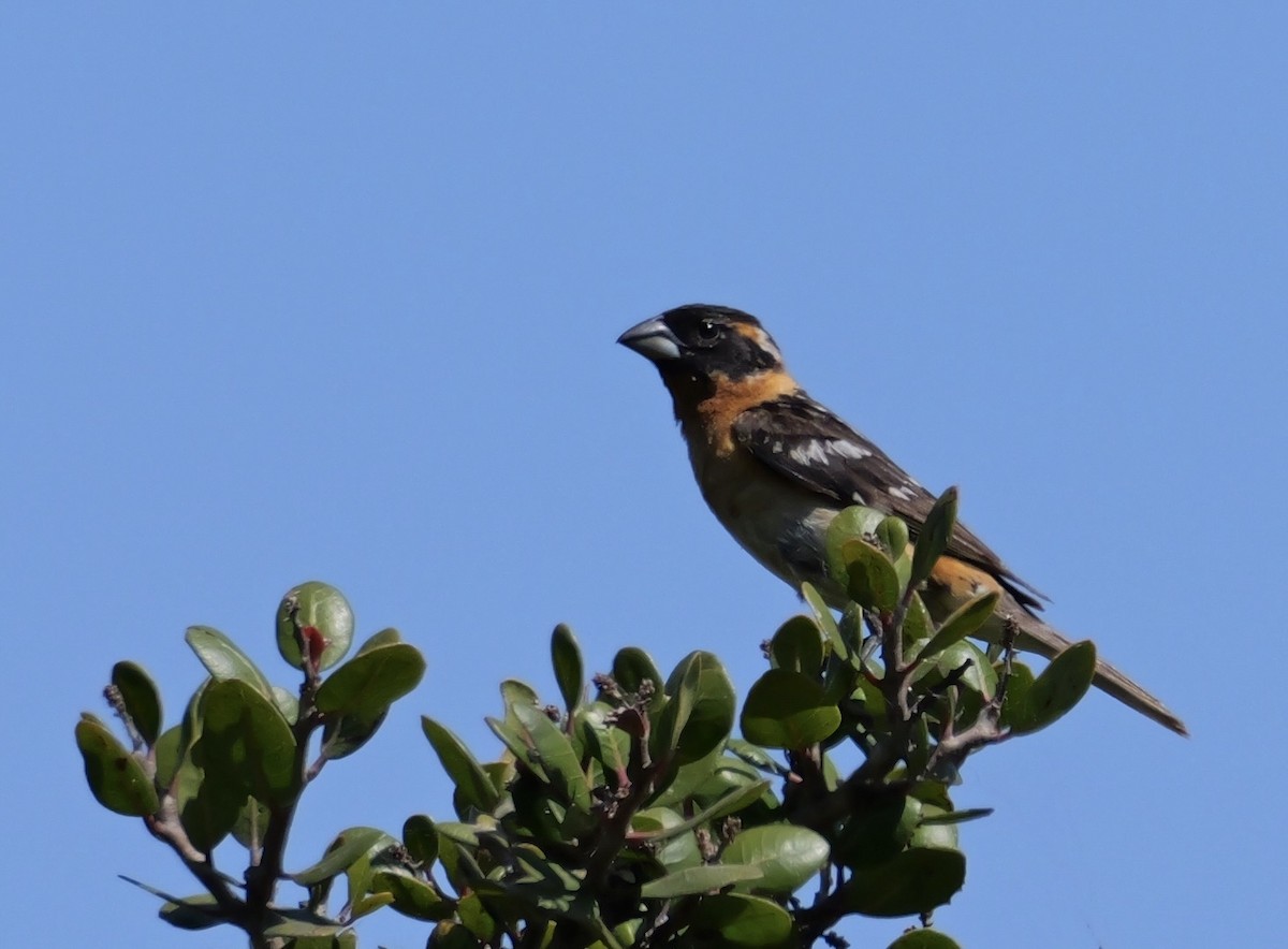 Cardinal à tête noire - ML620776860