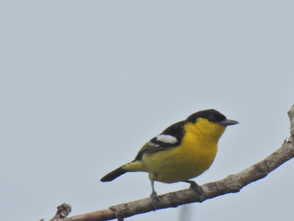 Common Iora - ML620776861