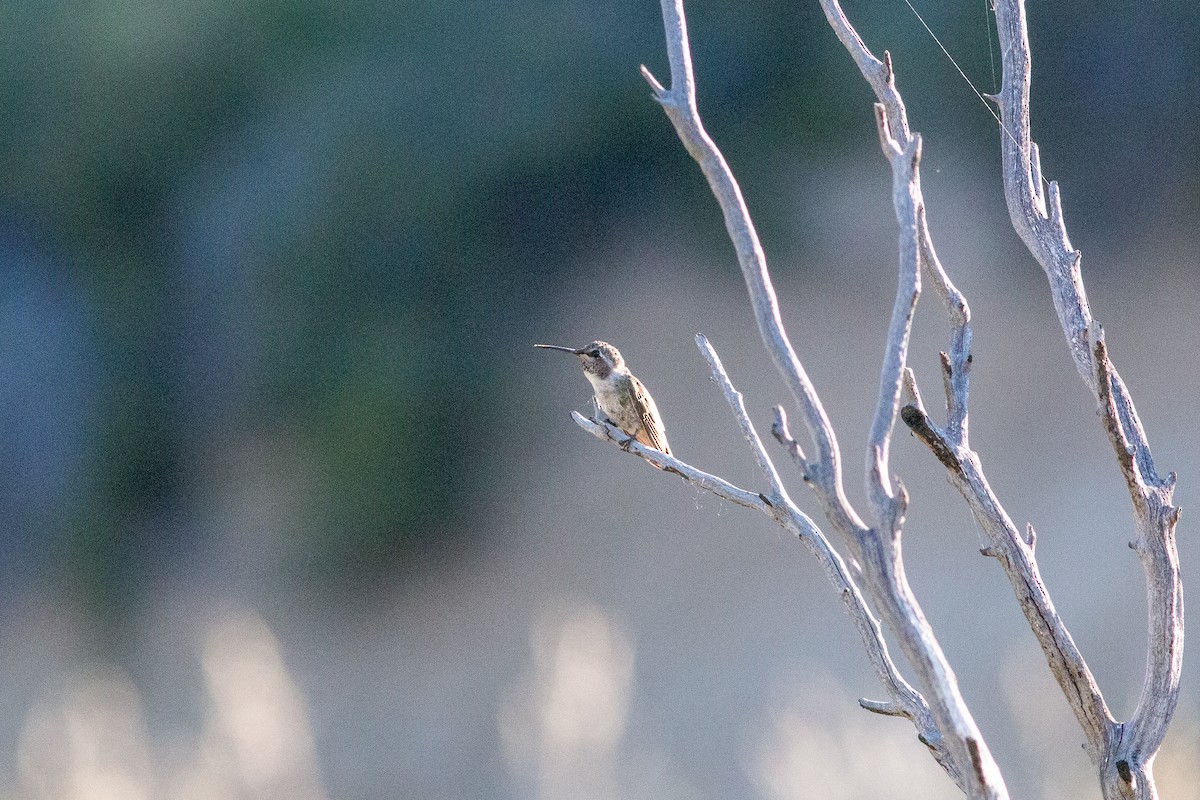 Costa's Hummingbird - ML620776862