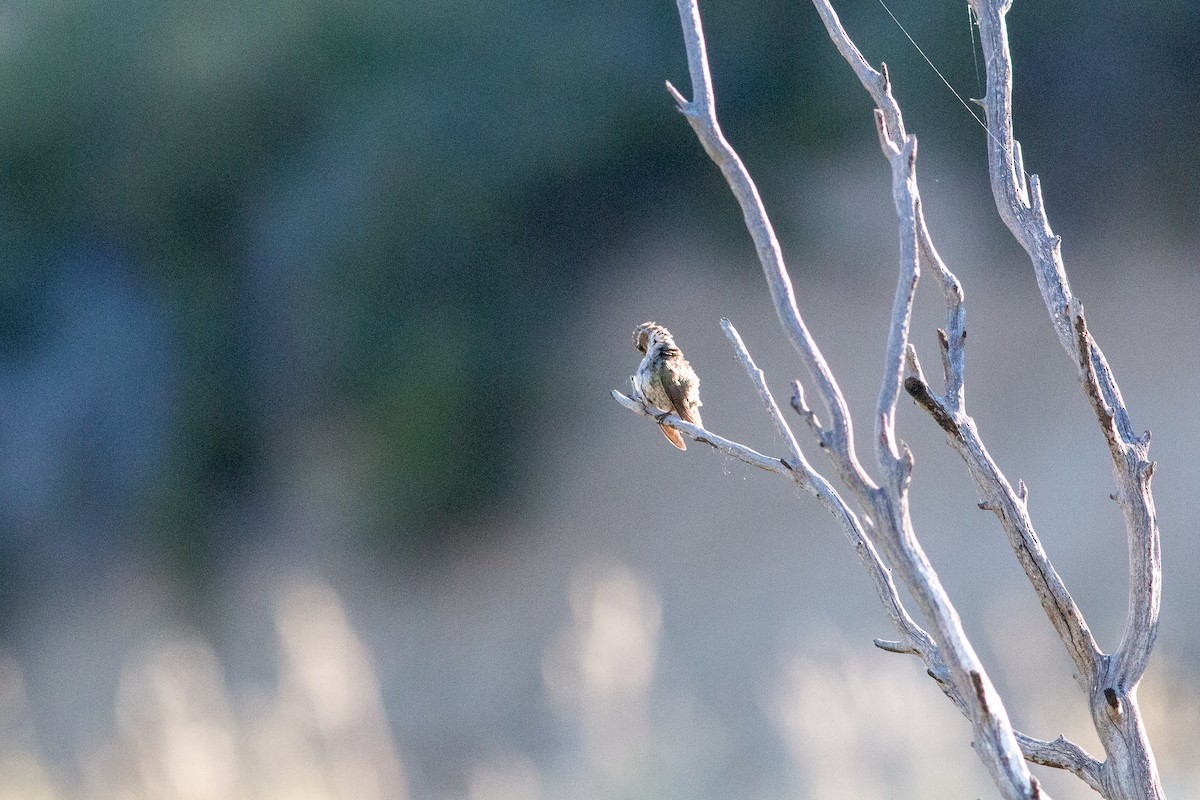 Costa's Hummingbird - ML620776863