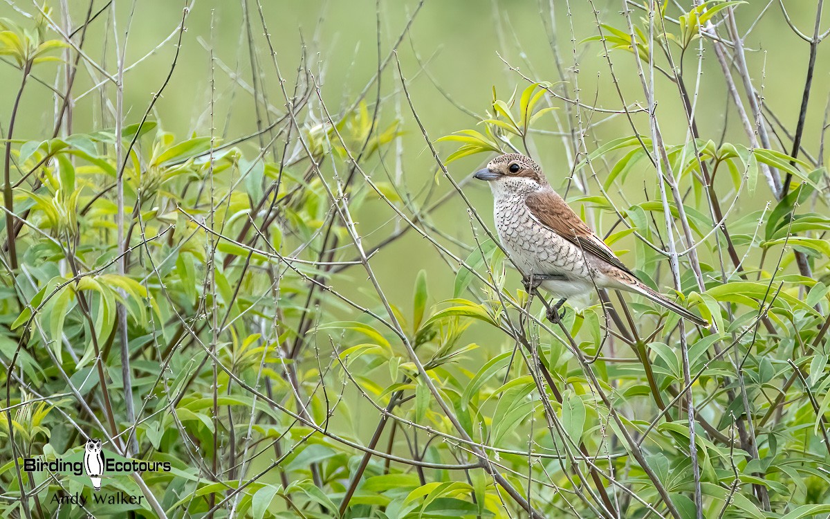 Red-backed Shrike - ML620776864