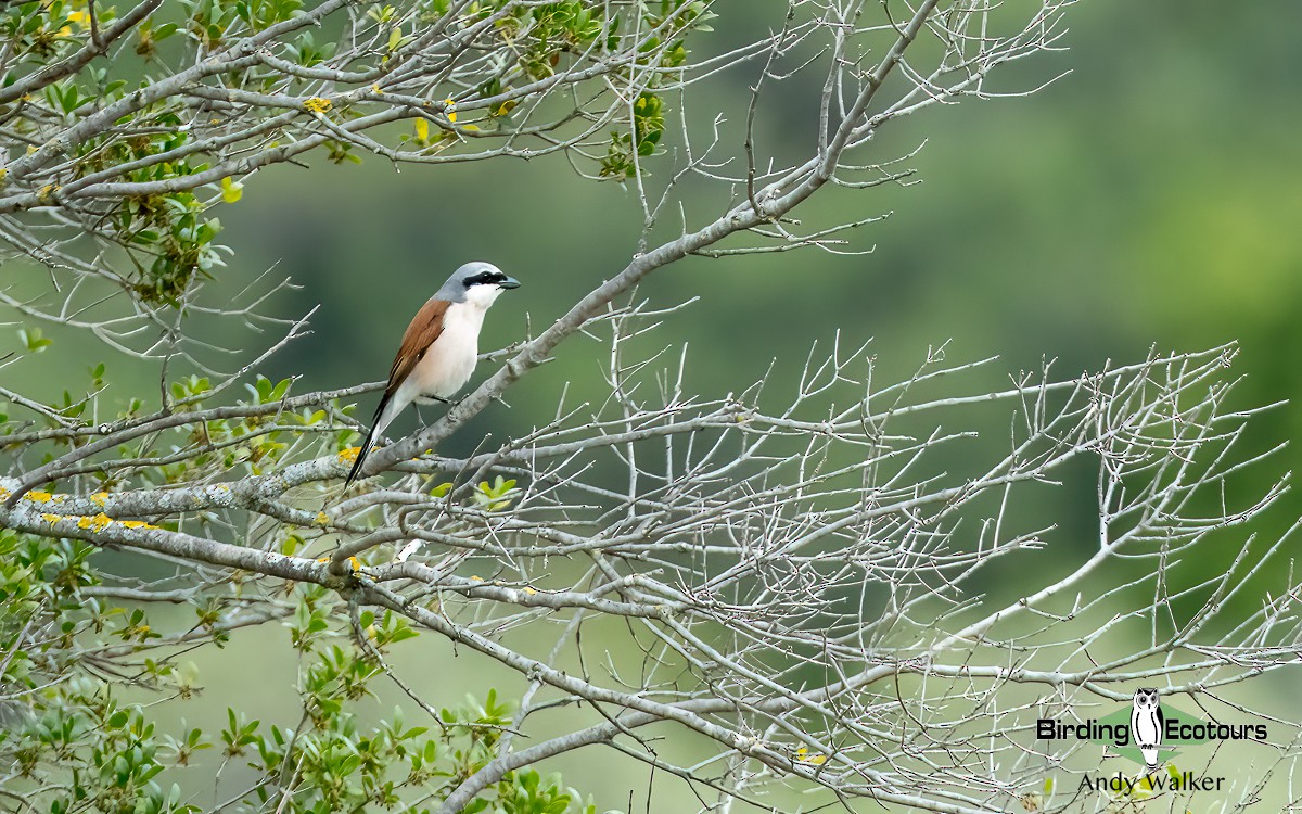 Red-backed Shrike - ML620776865