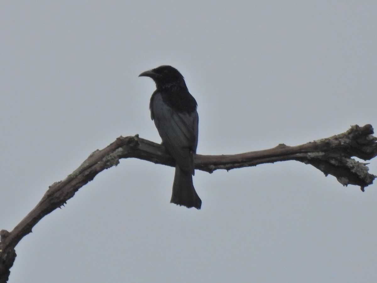 Hair-crested Drongo - ML620776866