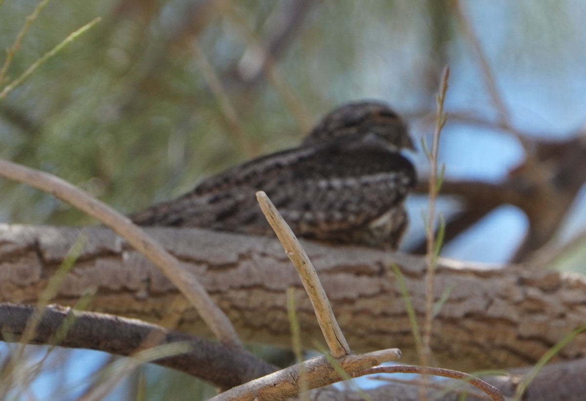 Lesser Nighthawk - ML620776868