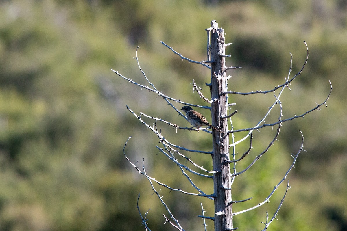 Bell's Sparrow (belli) - ML620776869