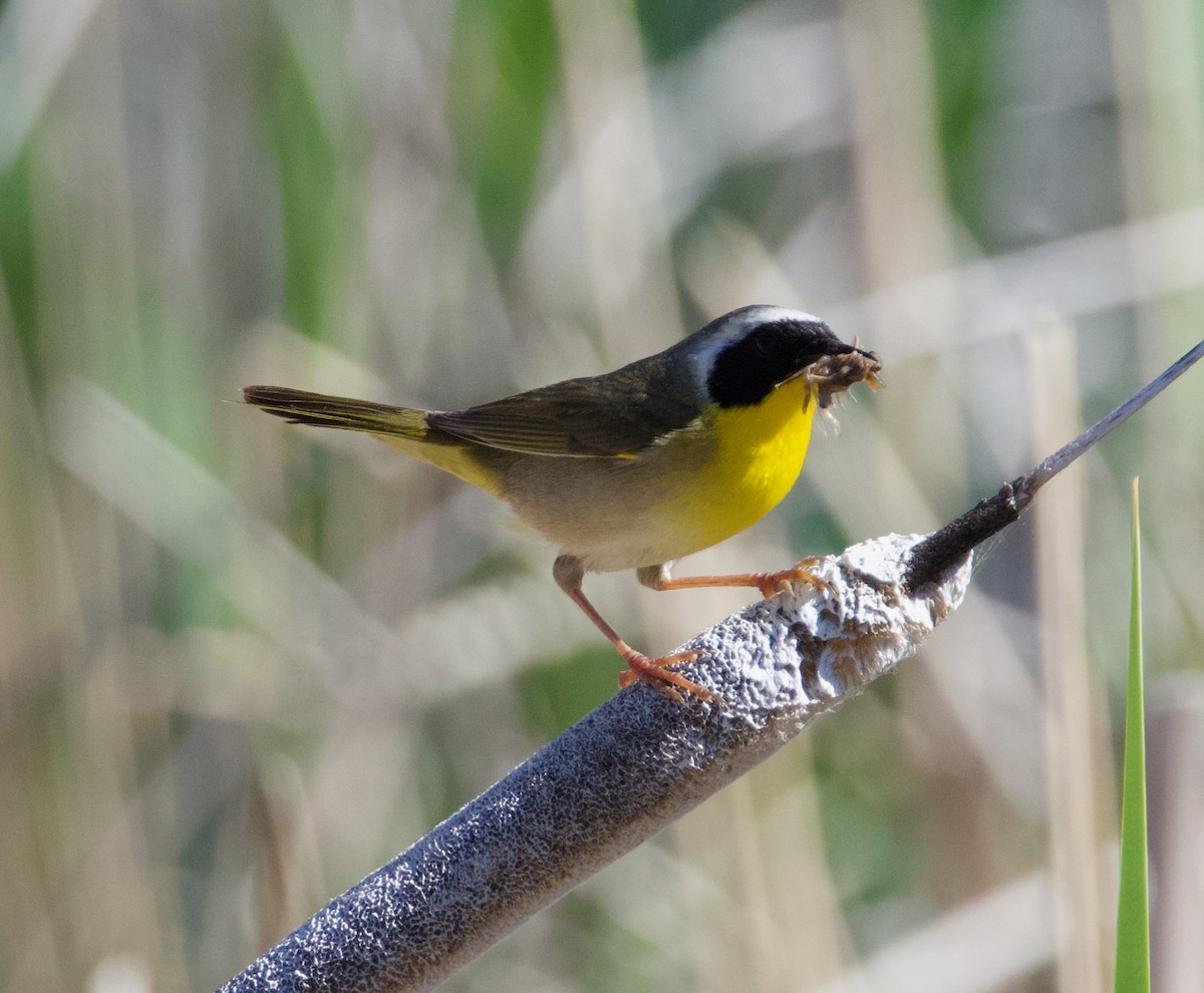 Common Yellowthroat - ML620776870