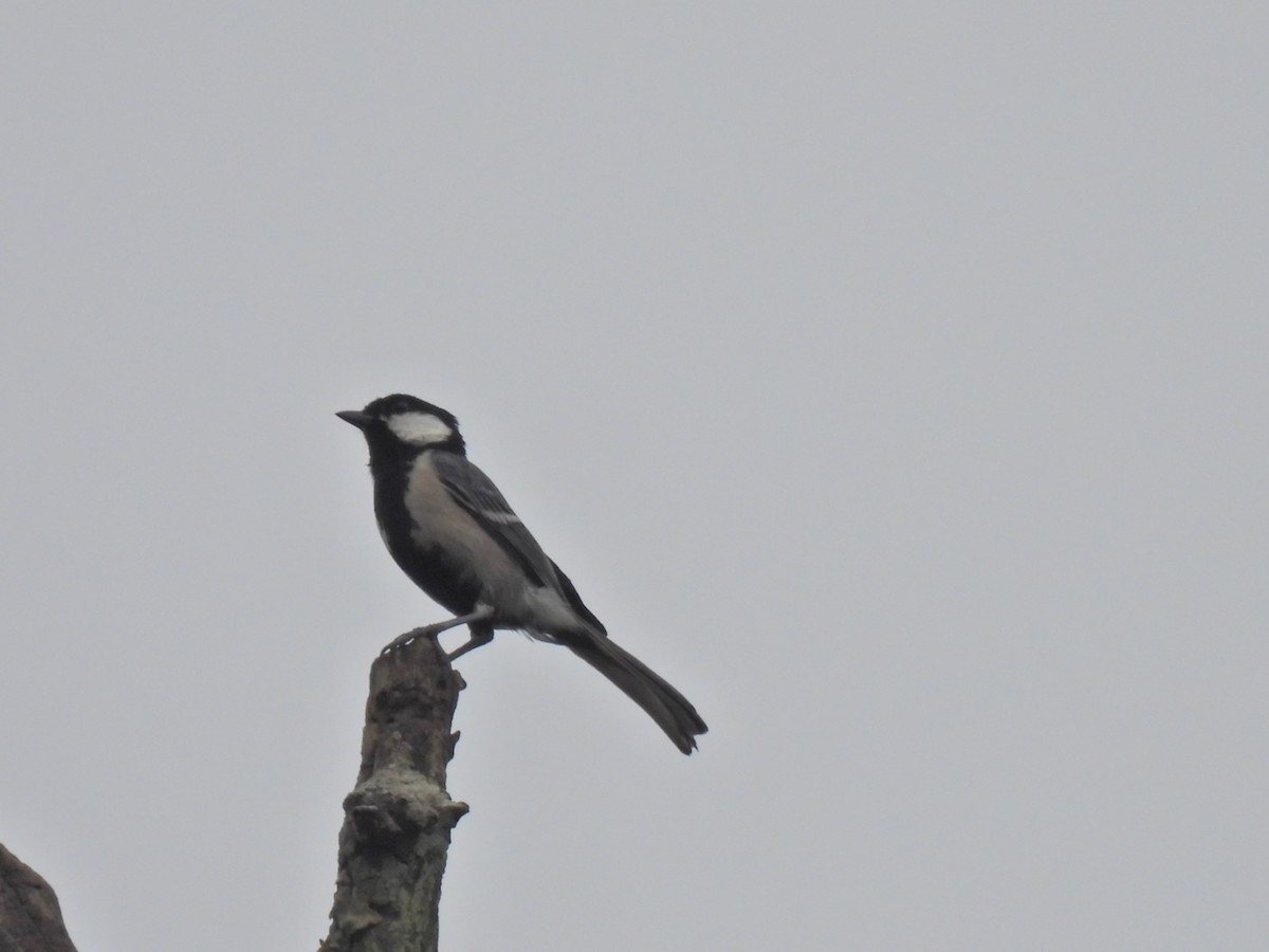 Cinereous Tit - ML620776871