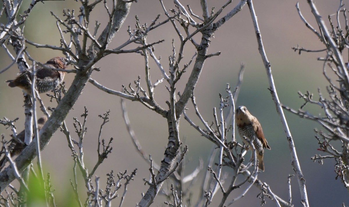 Scaly-breasted Munia - ML620776872