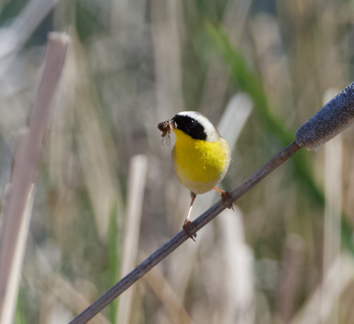 Common Yellowthroat - ML620776873