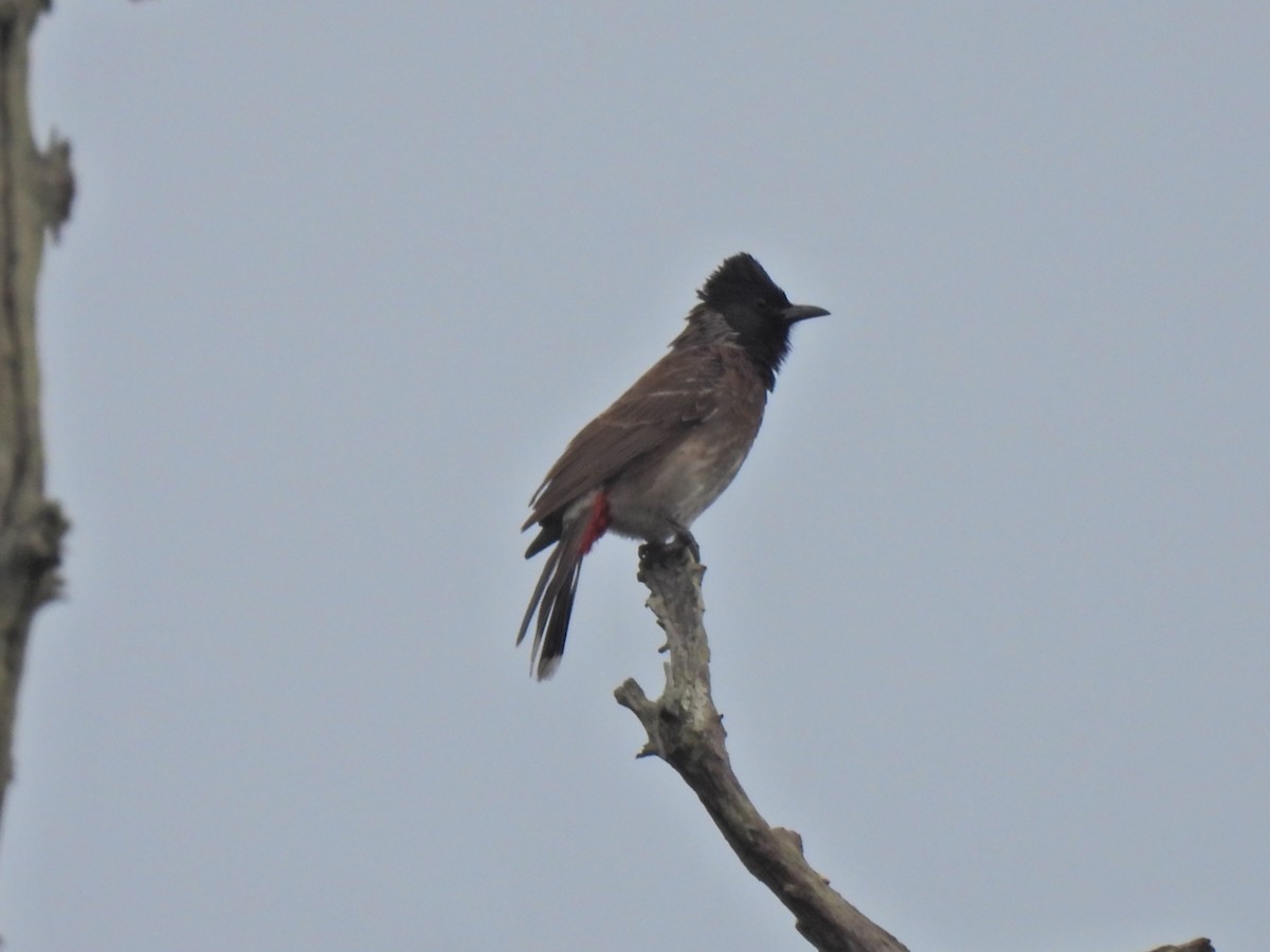 Red-vented Bulbul - ML620776874