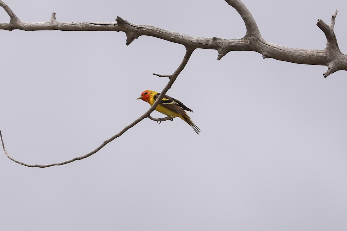 Western Tanager - ML620776884