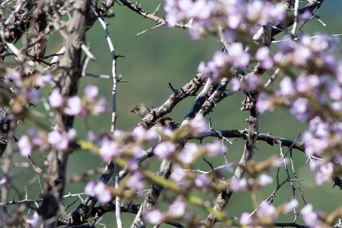 Black-chinned Sparrow - ML620776886