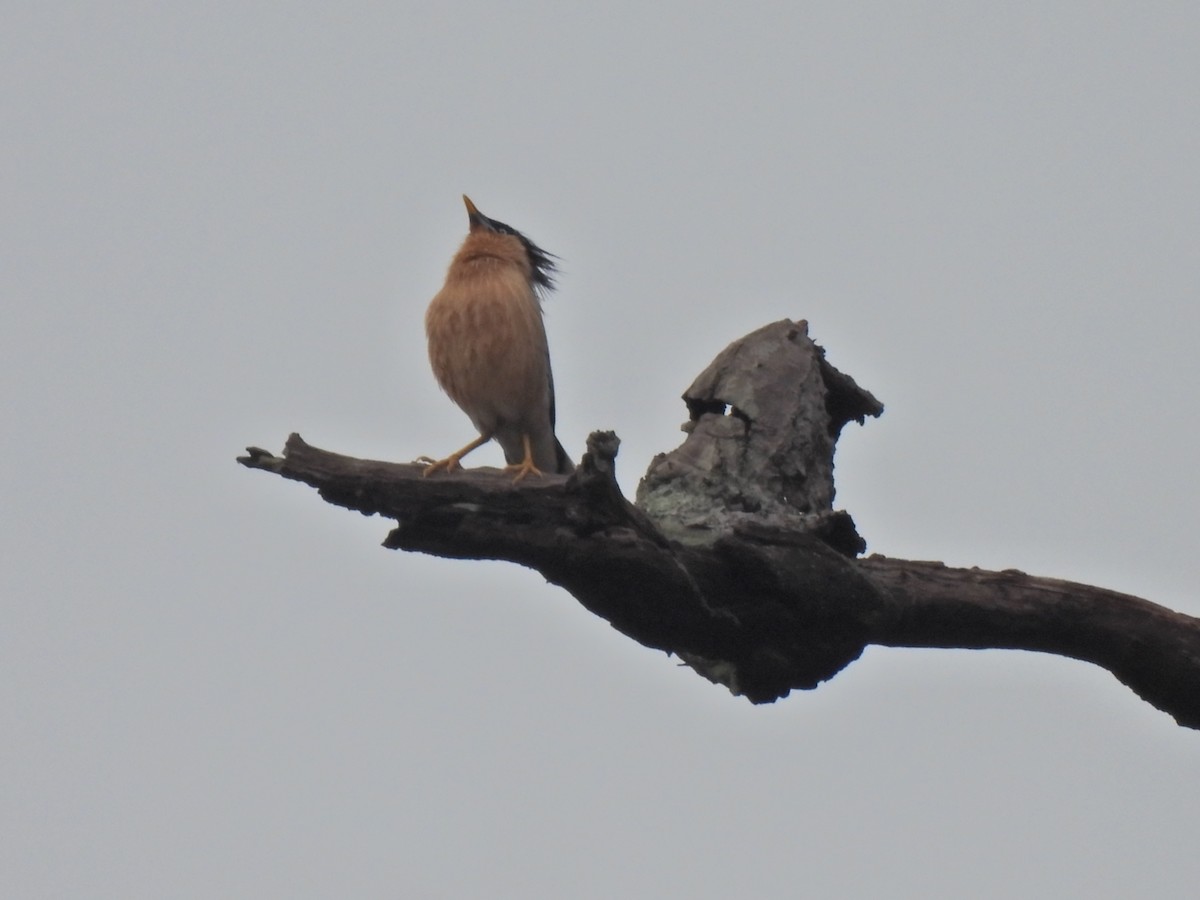 Brahminy Starling - ML620776887