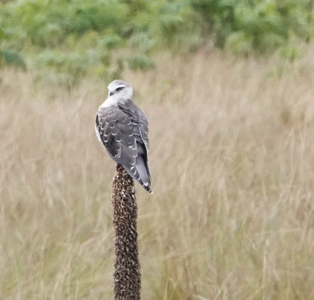 Black-winged Kite - ML620776889