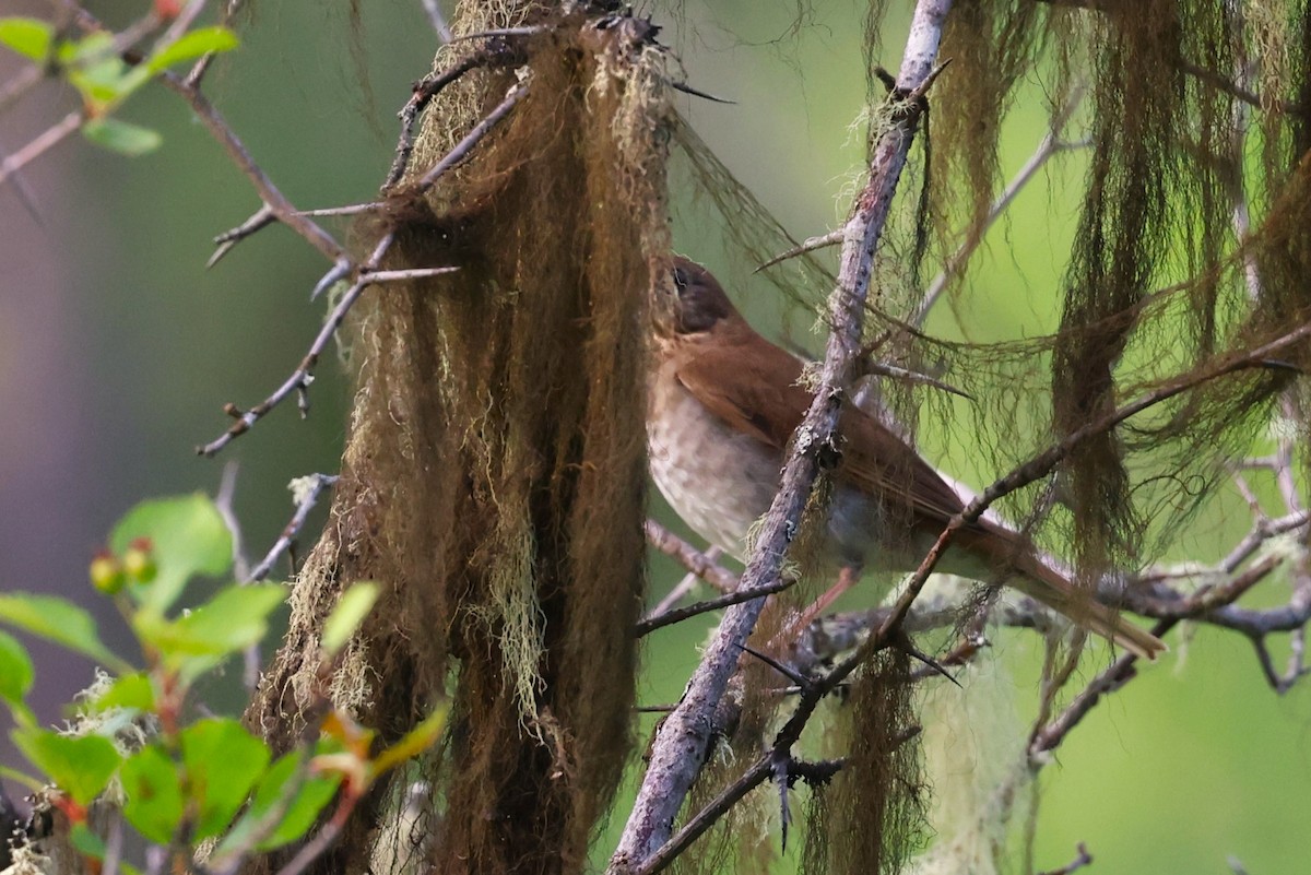 Veery - ML620776892