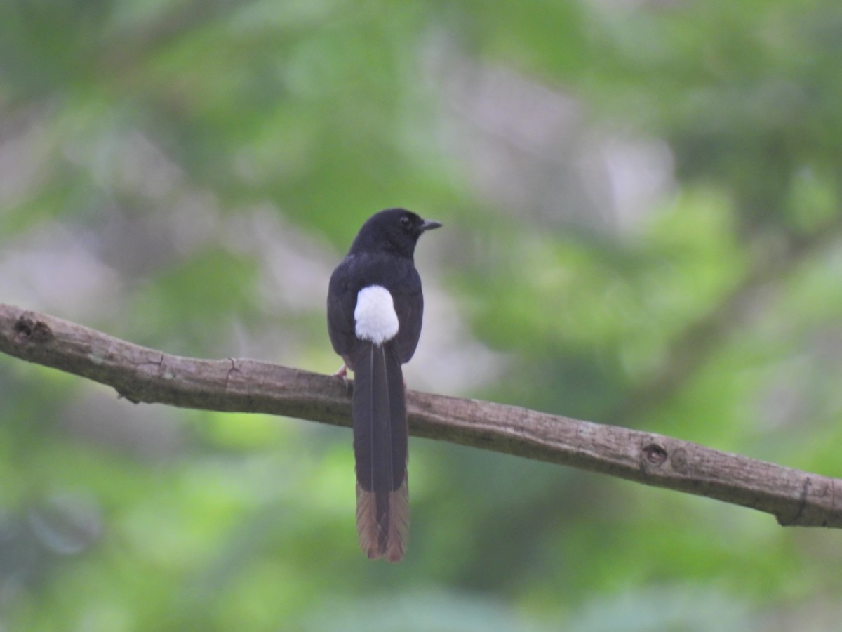 White-rumped Shama - ML620776900