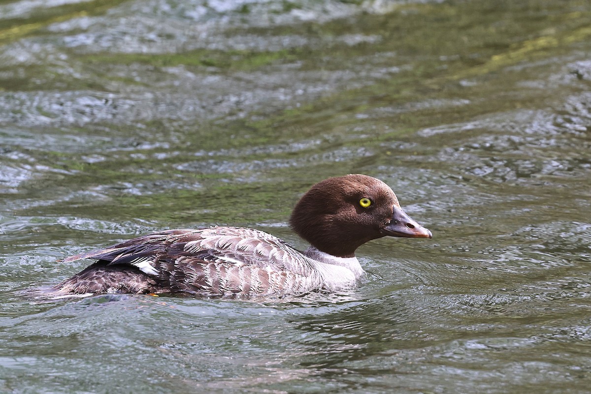 Barrow's Goldeneye - ML620776902